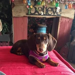 Meet your Posher, Terra